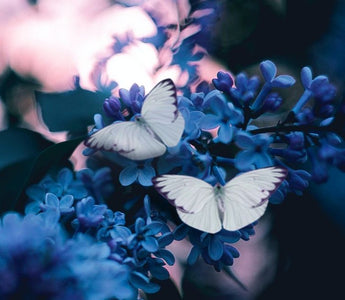 Como remover energias negativas da casa e do corpo